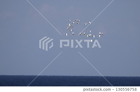 A flock of whooper swans migrating over the sea 130556758