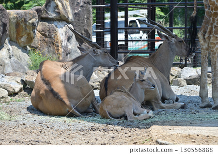 Baby eland sitting on the ground Baby eland sitting on the ground 130556888