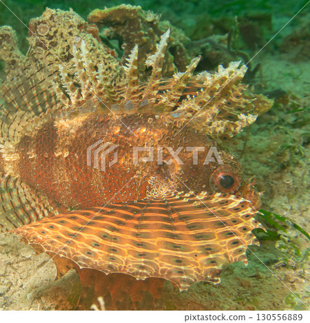 Dendrochirus brachypterus, dwarf lionfish, or shortspine scorpionfish at a Philippines coral reef 130556889
