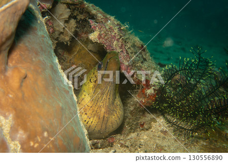 A close-up photo of a yellow Fimbriated moray with open mouth looking out from a coral reef 130556890