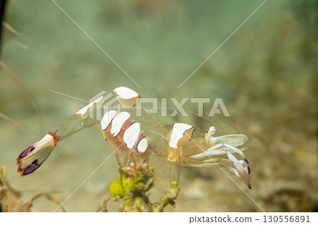 A super macro photo of a Holthuis cleaner shrimp, Ancylomenes holthuisi A super macro photo of a Holthuis cleaner shrimp, Ancylomenes holthuisi 130556891