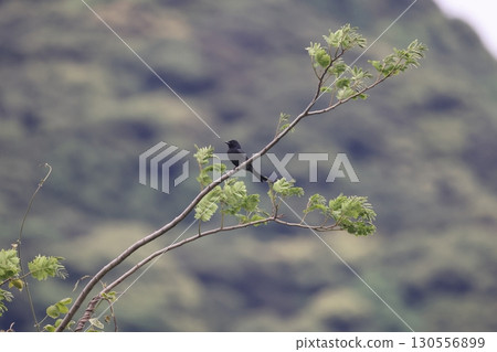 A drongo perched on a tree A drongo perched on a tree 130556899
