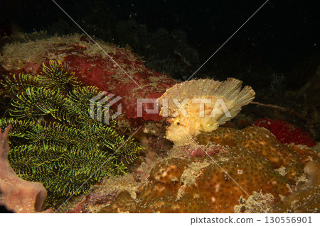 Awesome Leaf scorpionfish, Taenianotus triacanthus, or paperfish, shot at a tropical coral reef Awesome Leaf scorpionfish, Taenianotus triacanthus, or paperfish, shot at a tropical coral reef 130556901