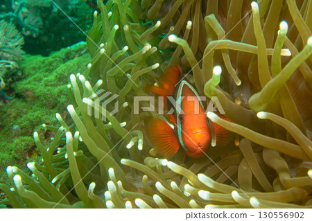 A closeup shot of a Clownfish or Anemonefish peaking out from its host anemone A closeup shot of a Clownfish or Anemonefish peaking out from its host anemone 130556902