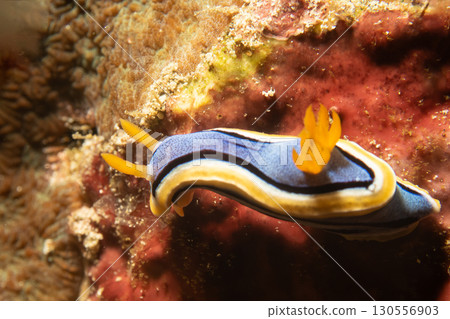 Supermacro photo of Anna's Chromodoris, or Chromodoris annae at a tropical coral reef in Philippines Supermacro photo of Anna's Chromodoris, or Chromodoris annae at a tropical coral reef in Philippines 130556903