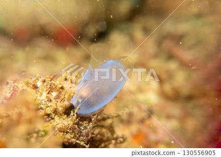 Super macro of a blue sea squirt, also known as a tunicate or ascidian at a Puerto Galera coral reef Super macro of a blue sea squirt, also known as a tunicate or ascidian at a Puerto Galera coral reef 130556905