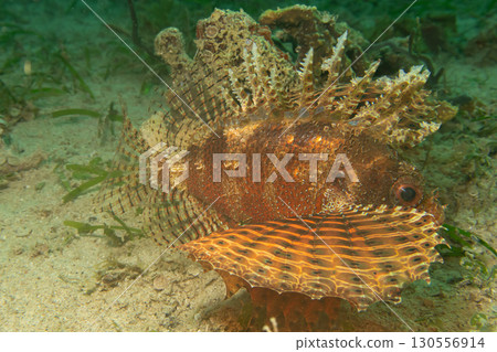 Dendrochirus brachypterus, dwarf lionfish, or shortspine scorpionfish at a Philippines coral reef 130556914