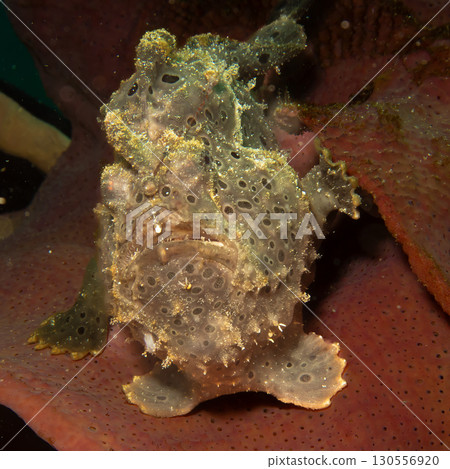 A painted frogfish, Antennarius pictus hiding in a marine environment. A painted frogfish, Antennarius pictus hiding in a marine environment. 130556920