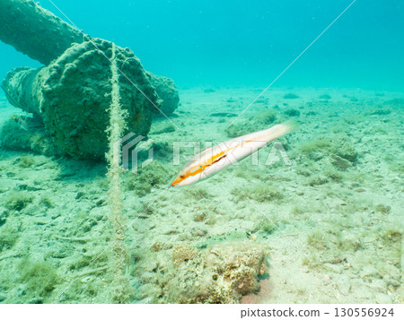 A yellow, orange Mediterranean rainbow wrasse at a dive site in Croatia, the Adriatic A yellow, orange Mediterranean rainbow wrasse at a dive site in Croatia, the Adriatic 130556924