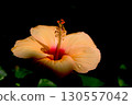 Light Orange Hibiscus Flower 130557042