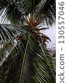 Bounteous Coconut Crop on Tree 130557046