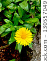 Bright Yellow Calendula Flower 130557049