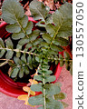 Dark Green Leaves of Wild Radish 130557050