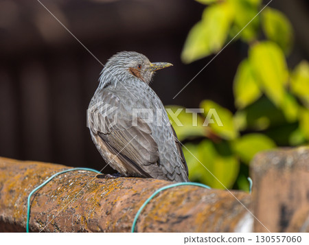 A brown-eared bulbul perched on a railing 130557060