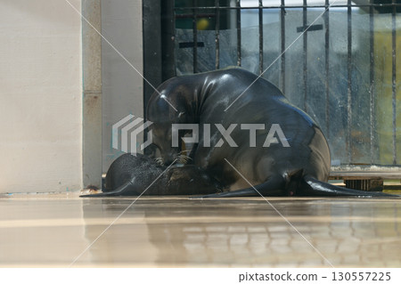 California sea lion baby nursing California sea lion baby nursing 130557225