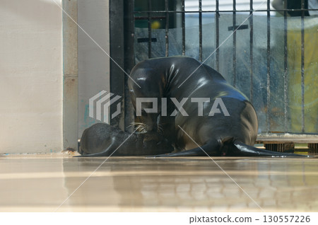 California sea lion baby nursing 130557226