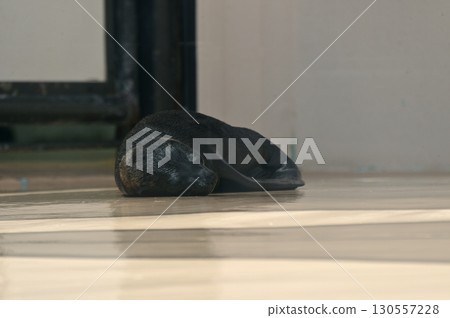 A baby California sea lion taking a rest 130557228