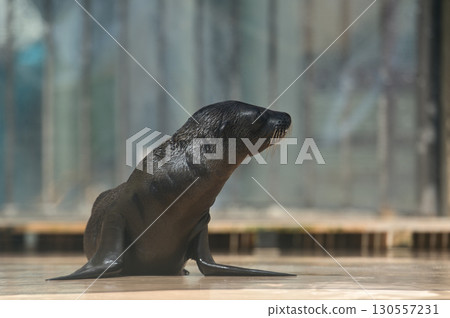 Baby California sea lion looking to the side Baby California sea lion looking to the side 130557231