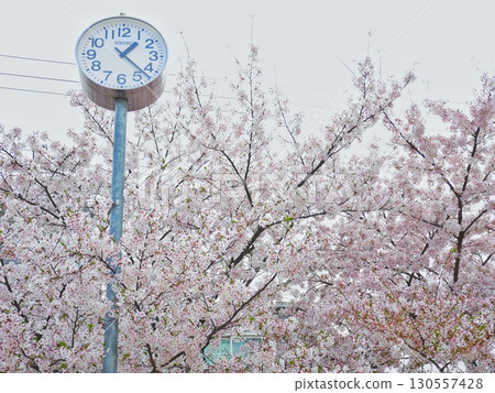 Clock surrounded by cherry blossoms 130557428