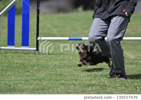一名女子和一隻臘腸犬在遛狗場玩耍 一名女子和一隻臘腸犬在遛狗場玩耍 130557476