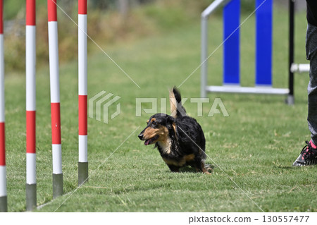 一名女子和一隻臘腸犬在遛狗場玩耍 130557477
