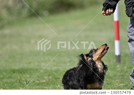一名女子和一隻臘腸犬在遛狗場玩耍 一名女子和一隻臘腸犬在遛狗場玩耍 130557479