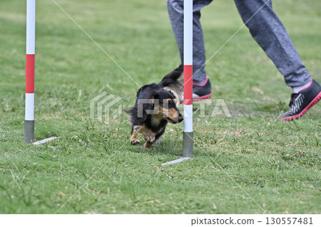 一名女子和一隻臘腸犬在遛狗場玩耍 一名女子和一隻臘腸犬在遛狗場玩耍 130557481