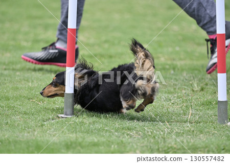 一名女子和一隻臘腸犬在遛狗場玩耍 130557482