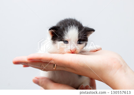A person is gently holding a small black and white kitten in their hand A person is gently holding a small black and white kitten in their hand 130557613