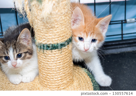 Two kittens are sitting together on a scratching post, enjoying Two kittens are sitting together on a scratching post, enjoying 130557614