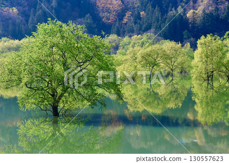 白川湖的沈水森林(山形縣飯豐町) 白川湖的沈水森林(山形縣飯豐町) 130557623