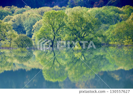 白川湖的沈水森林(山形縣飯豐町) 白川湖的沈水森林(山形縣飯豐町) 130557627