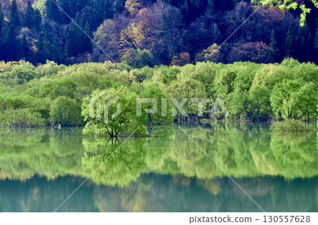 白川湖的沈水森林（山形縣飯豐町） 130557628