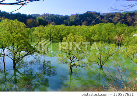白川湖的沈水森林（山形縣飯豐町） 130557631