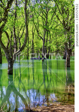 Submerged forest of Lake Shirakawa (Iide Town, Yamagata Prefecture) 130557632