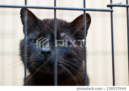 There is a black cat currently behind bars while it gazes at the camera There is a black cat currently behind bars while it gazes at the camera 130557649