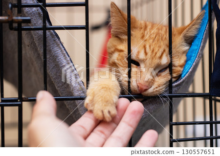 A person is gently petting an orange cat that is inside a cage A person is gently petting an orange cat that is inside a cage 130557651