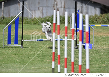 Play at the dog run Miniature Schnauzer Dog Agility Dog School Dog Sports 130557655