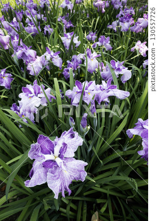 雨季花卉,鳶尾花盛開 -6 雨季花卉,鳶尾花盛開 -6 130557726