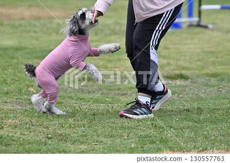 A woman and a miniature schnauzer playing at a dog run 130557763