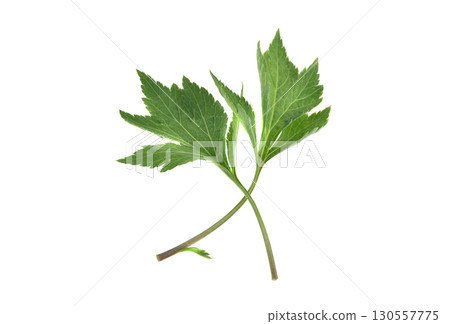 fresh mugwort leaves isolated on white background. 130557775