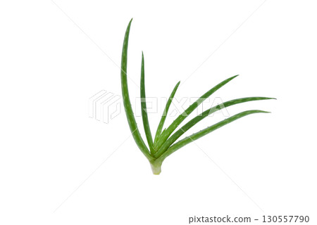 Aloe vera plant isolated on white background. 130557790