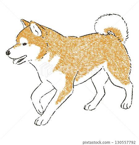 行走的柴犬 行走的柴犬 130557792