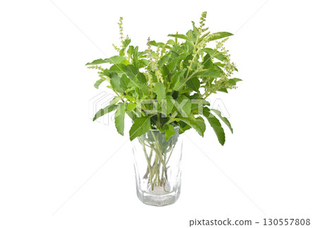 Holy Basil,Ocimum sanctum isolate on white background 130557808