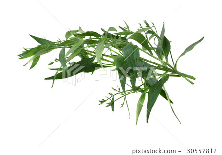 Andrographis paniculata plant on white background Andrographis paniculata plant on white background 130557812