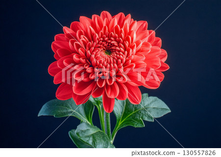 Close up of a beautiful red chrysanthemum flower with vibrant layered petals and fresh green leaves. Isolated on a simple dark black background. 130557826
