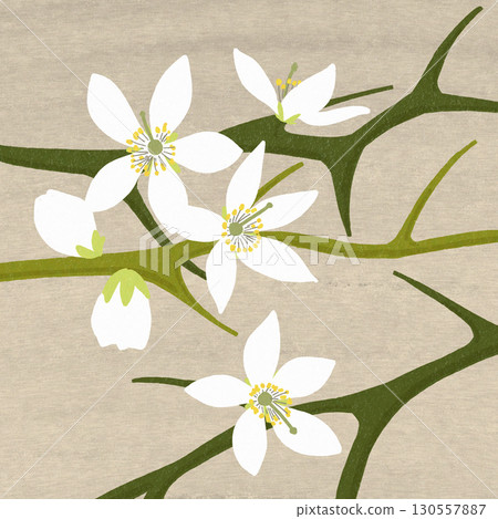 三葉橙色花朵。別緻的春日花朵。適合成人使用的卡片設計。 130557887