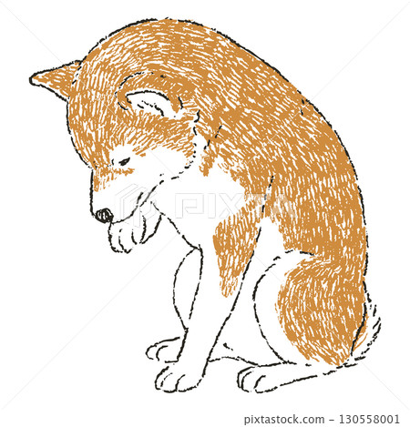手繪的柴犬坐著梳理毛髮的插圖 手繪的柴犬坐著梳理毛髮的插圖 130558001