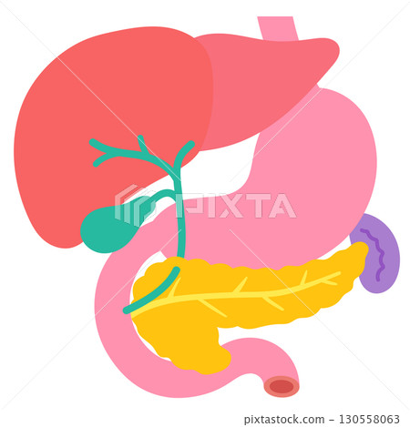 Liver, gallbladder, pancreas, duodenum, spleen, organ structure 130558063