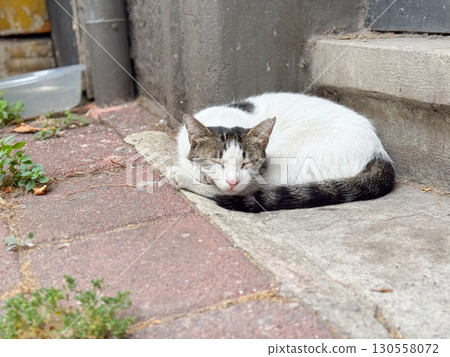 Stray cat sleeping on pavement. Rest, adaptation, and survival in an urban outdoor setting. Stray cat sleeping on pavement. Rest, adaptation, and survival in an urban outdoor setting. 130558072